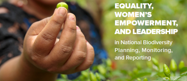 gender equality sustainable development goals essay