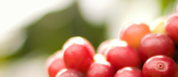 Book cover: Circular Economy Models in Coffee Production; red and green coffee cherries, ISPAE logo