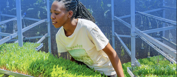Woman tending hydroponic fodder in a greenhouse; title: Cost-Benefit Analysis of Hydroponic Fodder.