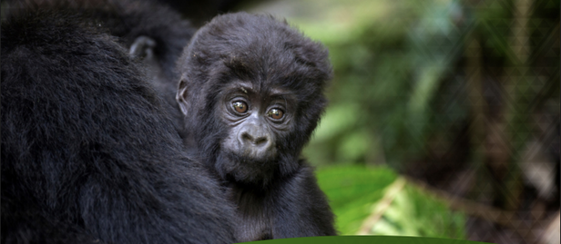 Policy Brief cover featuring a baby and adult gorilla in a forest; logos at the top.
