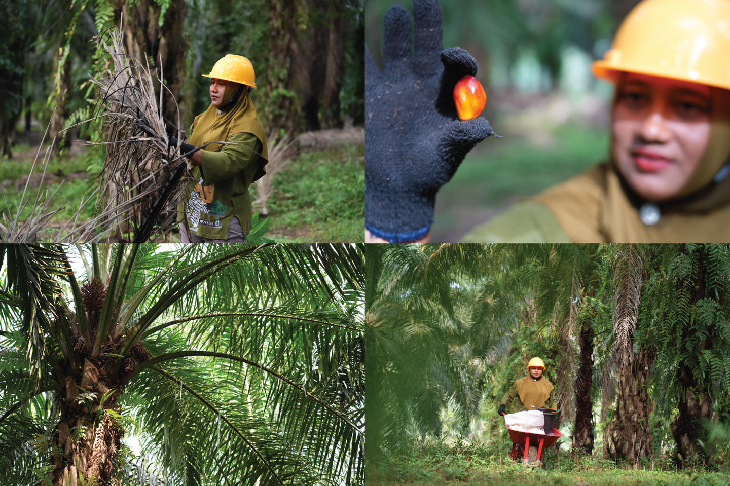 From soil to harvest, each step matters. In Jambi, smallholder farmers apply improved practices that support more sustainable palm oil production.