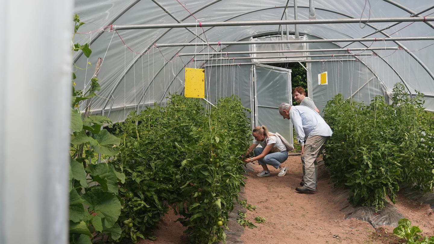 Inside a greenhouse, rows of leafy trellised plants; two people tending them.
