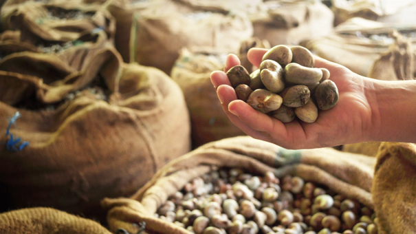 A hand holds small beans over burlap sacks at a market.
