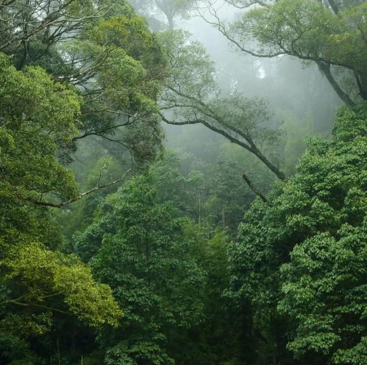 Photo of a mist-covered green forest with dense trees and foliage.